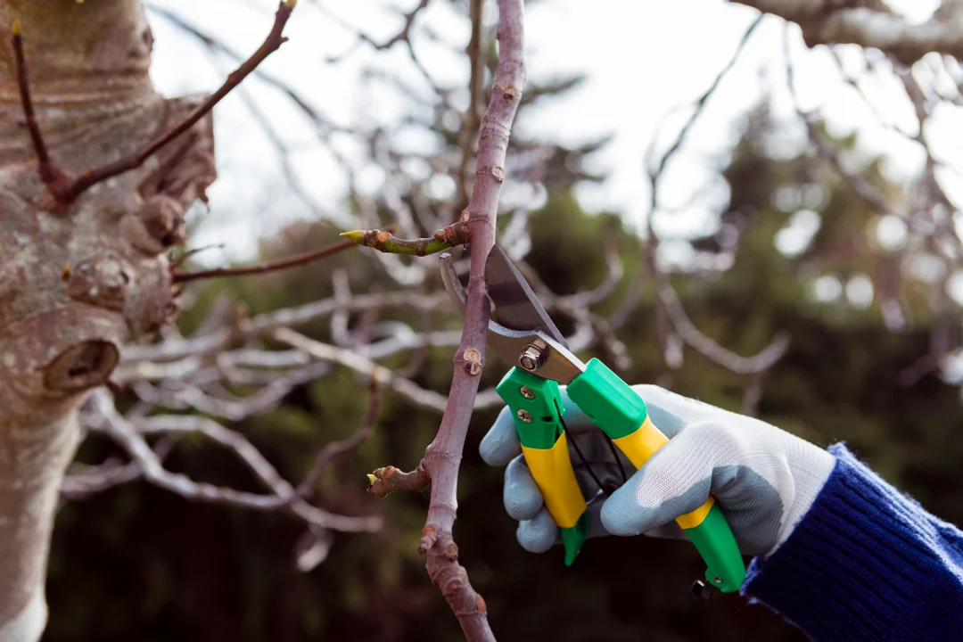 When Is the Best Time of Year to Trim or Prune Trees