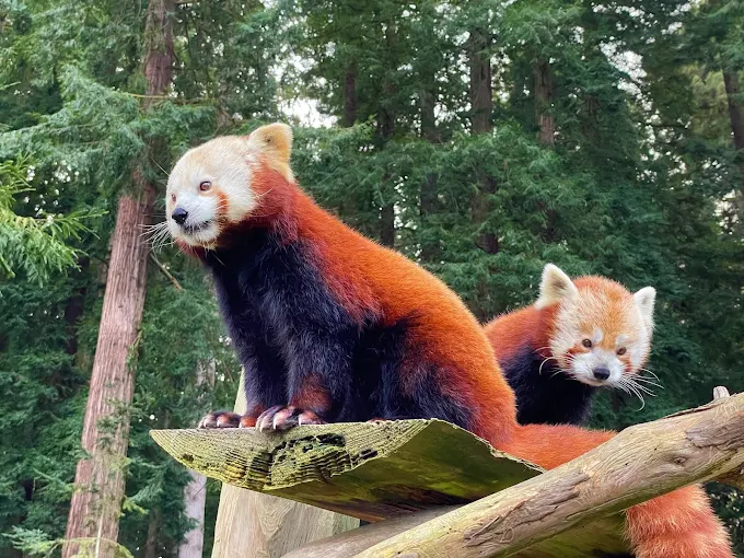 Red pandas on ledge
