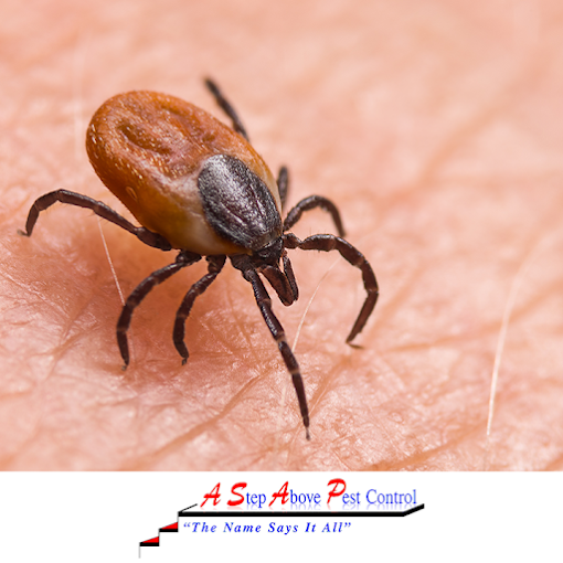 a-step-above-google-tick