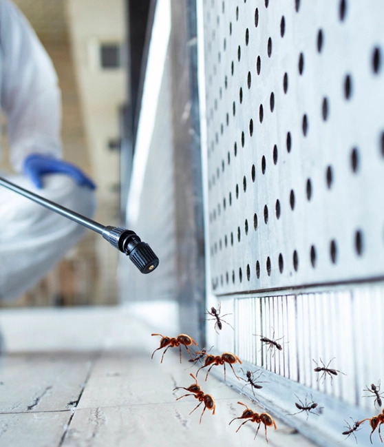 pest-termite-control-services
